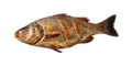 zeebaars