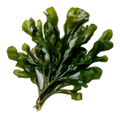 Seaweed