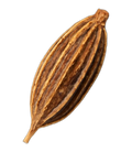 Seed, cumin
