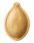 Seed, pumpkin