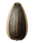 Seed, sunflower