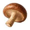 Shiitake