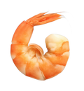 Shrimp