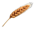 Spelt