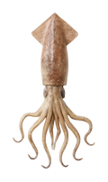 Squid