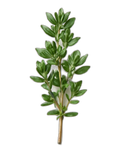 Thyme