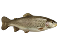 Trout
