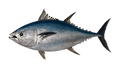 Tuna