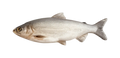 Whitefish